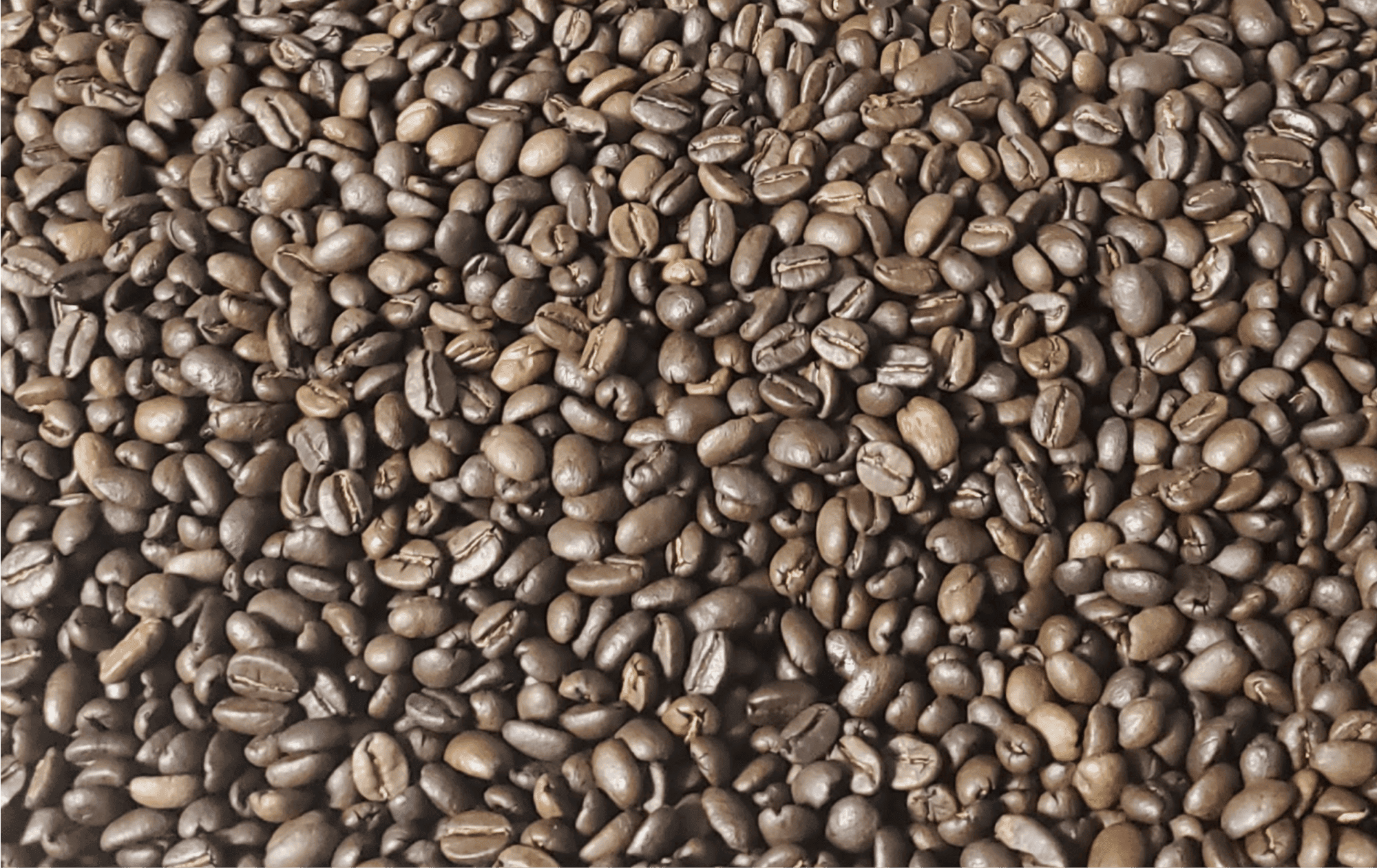 Roasted Coffee
